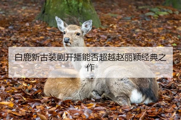 白鹿新古装剧开播能否超越赵丽颖经典之作